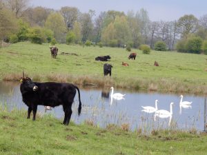 Landschaft Hervester Bruch, DVD