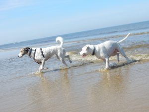 Meer, Strandspiele auf Texel