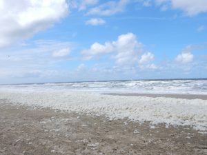 Algenteppich, Steife Brise auf Texel