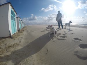 Fliegende Ohren, Steife Brise auf Texel