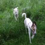 Ausgespielt, Bauchkitzeln