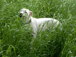Grasende Zina, Bauchkitzeln