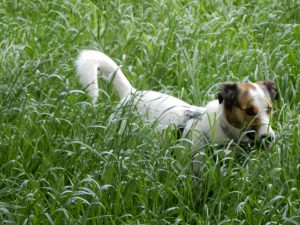 Grasende Feli, Bauchkitzeln