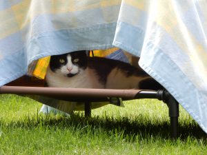 Willi allein zu Haus, Schwatti