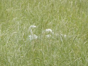 Schweifsichtung, Bauchkitzeln