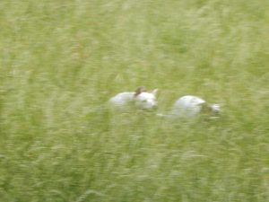 Gegenseitige Jagd, Bauchkitzeln