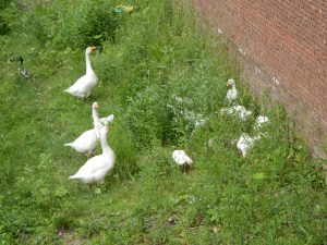 Gänse, 's Hertogenbosch