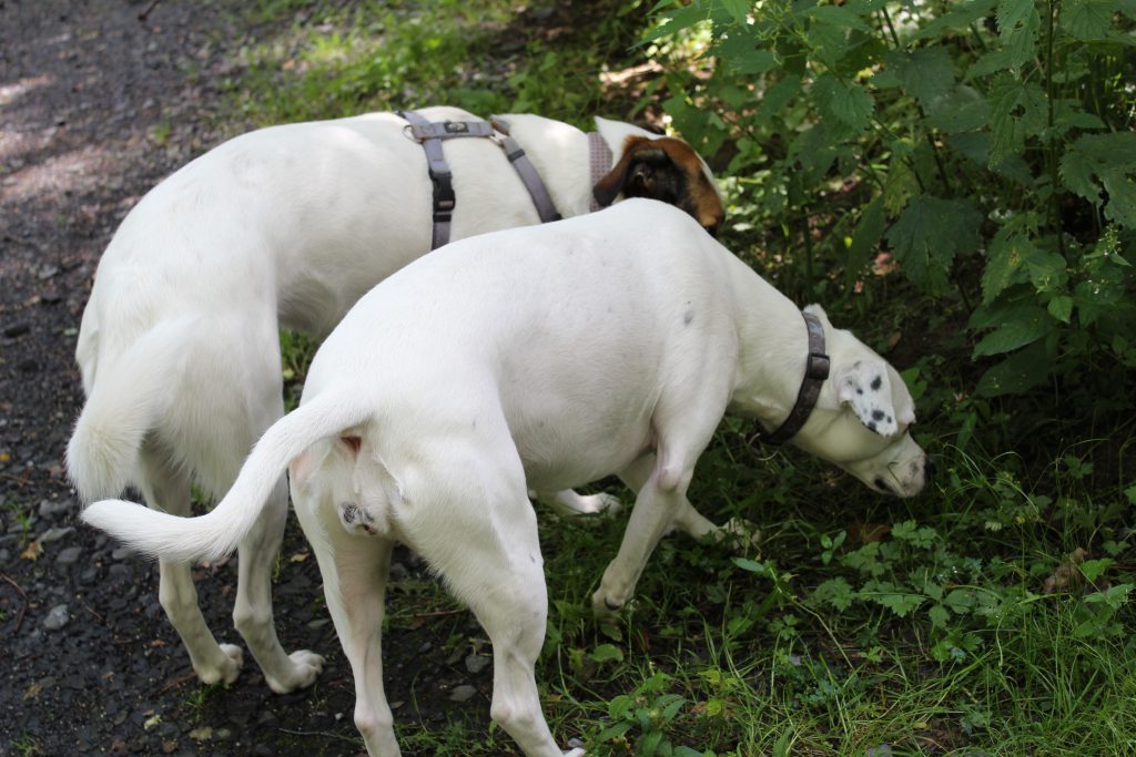 Schnüffelnasen Zina und Feli, Neues Fotoequipment