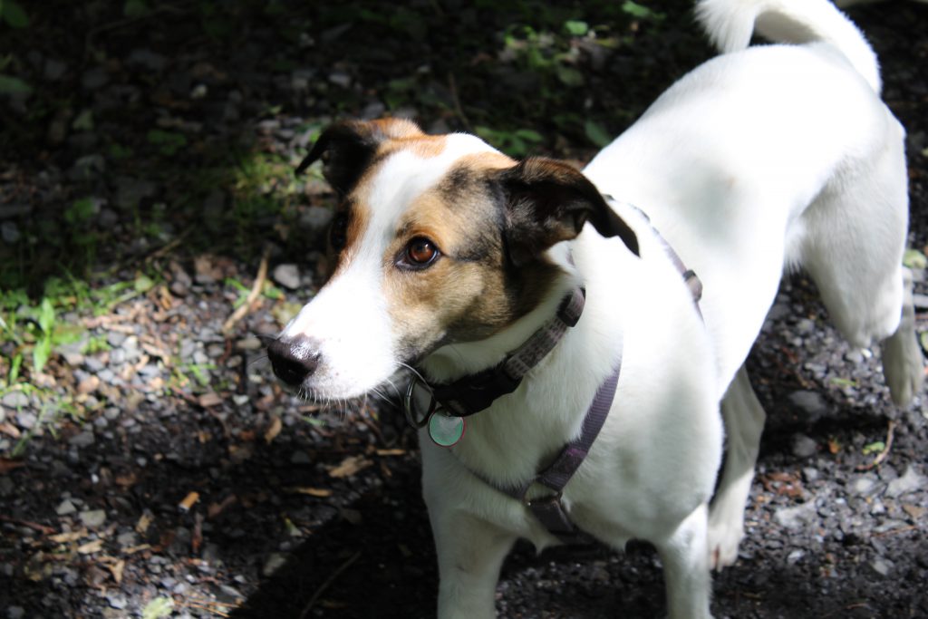 windschnüffler Feli, Neues Fotoequipment