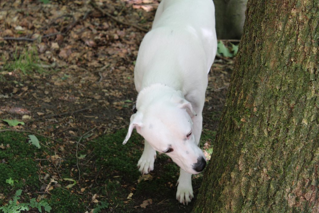 Baumschnüffler Zina, Neues Fotoequipment