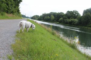 Felis Heimflug, Daumenkino