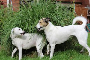 Zinas & Felis Gartenspiel, Bei mir sein