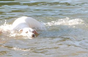 Zina schwimmt, Wasserspaß im Kanal