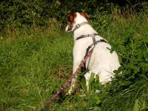 Felis schöner Rücken, Wasserspaß im Kanal