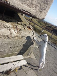 Zweibeinige Zina am Aussichtspunkt Loodsmansduin