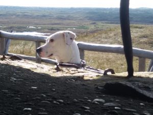 Innenansicht von Zina am Aussichtspunkt Loodsmansduin