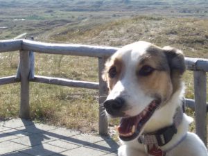 Feli am Aussichtspunkt Loodsmansduin