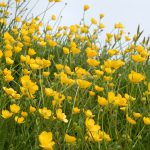 Butterblumen, gute Butter