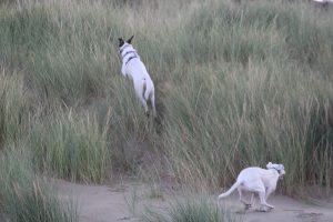 Dünenspurter, Hundeurlaub Texel