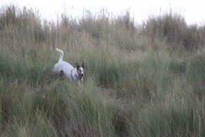 Feli bergab, Hundeurlaub Texel