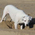 Zina buddelt im Sonnenschein, Meerhunde
