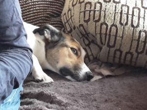 Felis Renovierungs Pause