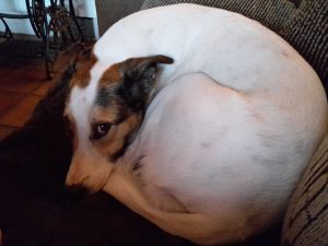 Felis Plätzchen, Renovierung