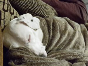 Zina schläft, Renovierung