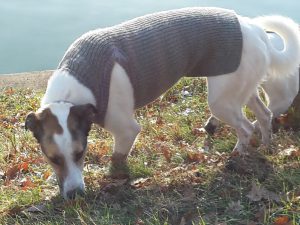 Feli mit Pulli, Der zweite Dezember