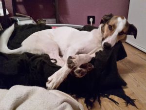 Feli im Körbchen, Familie