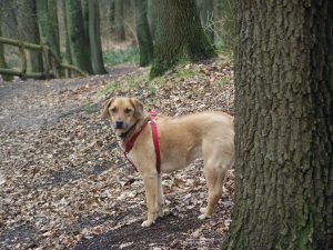 Elli, die HUndedame - Traum