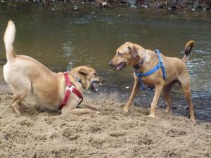 Elli & Cooki Toben, Traum