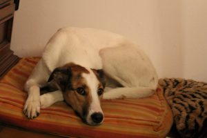 Feli, Neujahrswünsche 2017