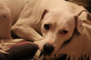 Zina, Neujahrswünsche 2017