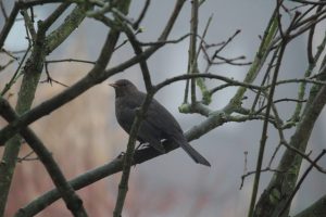 Aufgeplusterte Amsel, Vogelzählung für Nabu