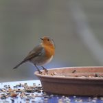 Rotkehlchen, Vogelzählung für Nabu