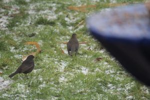 Amselstreit, Vogelzählung für Nabu