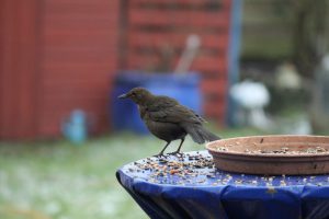 Amsel im Januar, Vogelzählung für Nabu