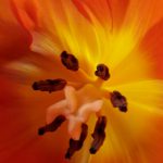 Tulpenstempel -Holt mich von der Couch