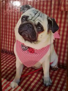 Mops Notiz Buch- Welt der Bücher