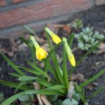 Narzissen, Frühlingsgefühle