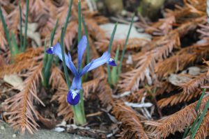 blaue Blume, Frühlingsgefühle