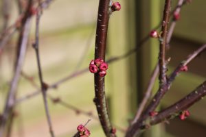 rote knospen, Frühlingsgefühle