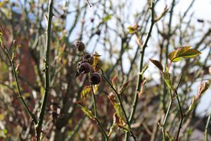 Hagebutte und Knospen, Frühlingsgefühle