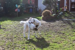 Tobende Zina und Feli, Frühlingsgefühle