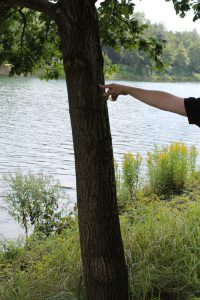 Eiche am Kanalufer -"Monk"