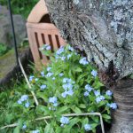 Vergissmeinnicht, Wo bin ich bloß in meinen Gedanken