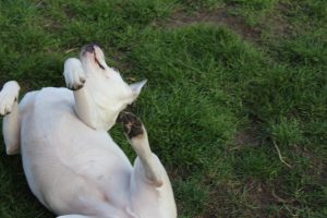 Regenwurm Wälzen, Sommertag im April