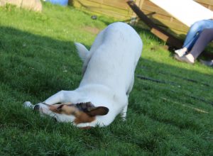 Feli wälzt sich,Sommertag im April