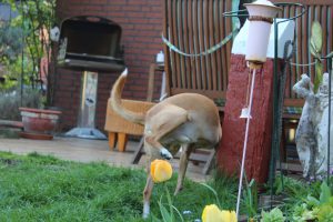 Rüden Markierung, Sommertag im April
